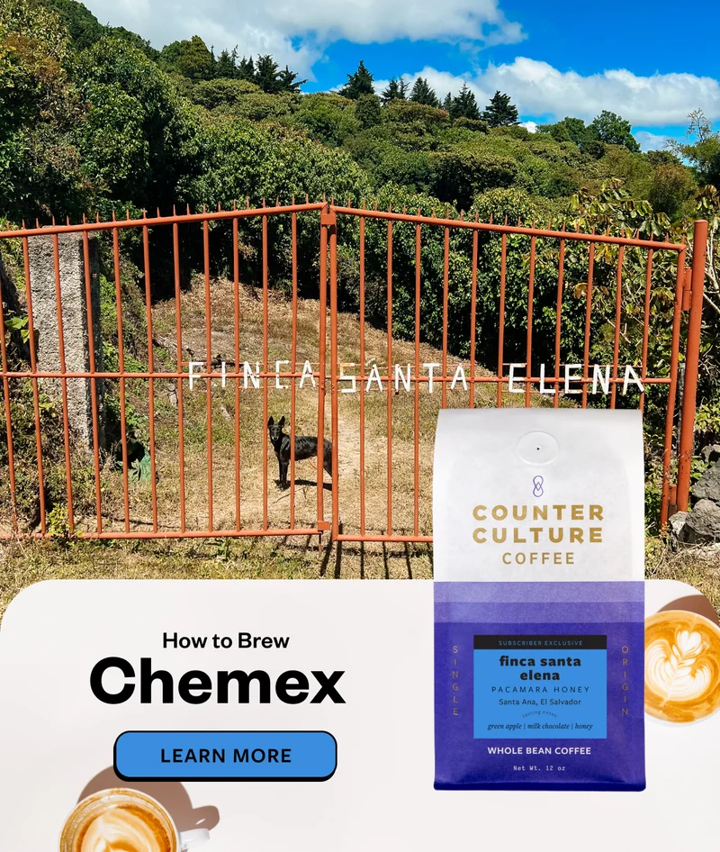 How to brew Chemex  Learn More