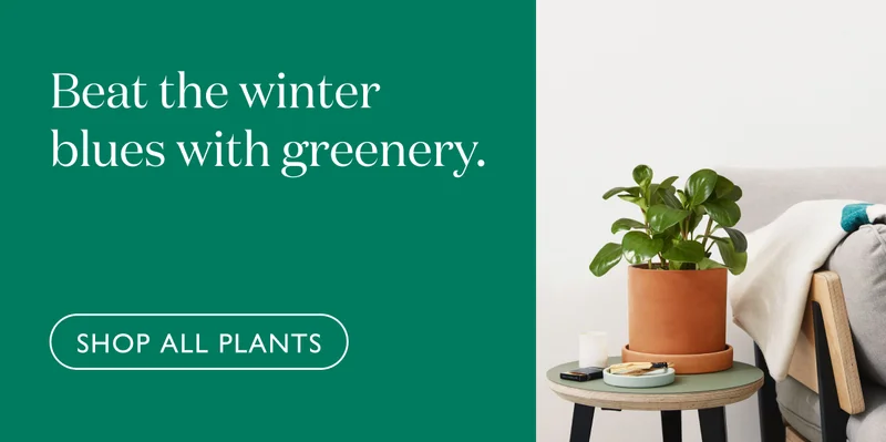 Beat the winter blues with greenery. Shop all plants.