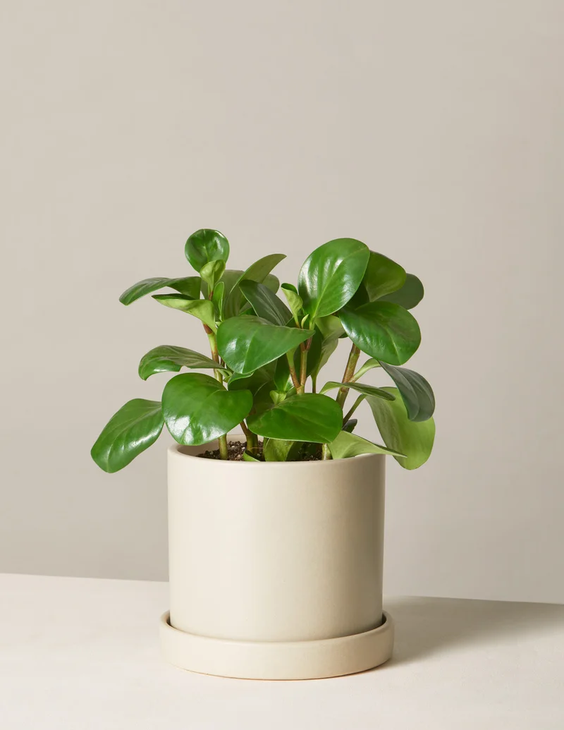 Image of Peperomia Obtusifolia
