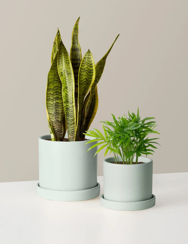 Image of Hardy Houseplants Duo
