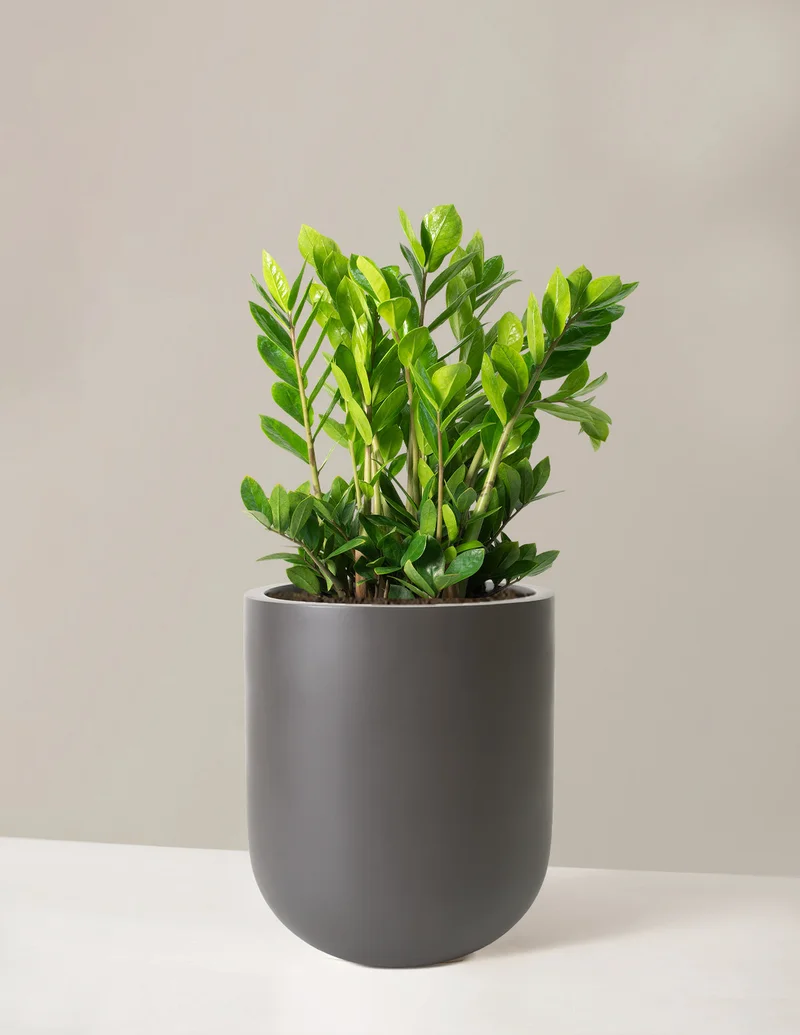 Image of Large ZZ Plant