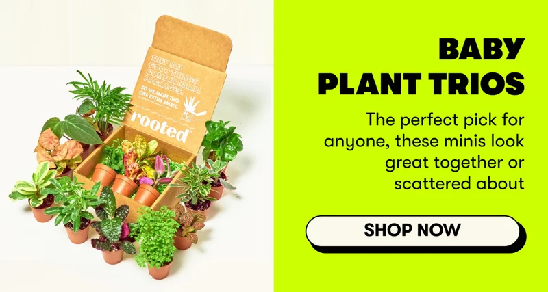 Baby Plant Trios The perfect pick for anyone, these minis look great together or scattered about  [SHOP NOW]