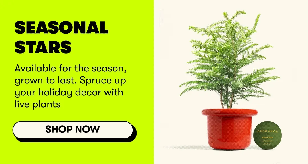 Seasonal Stars Available for the season, grown to last. Spruce up your holiday decor with live plants [SHOP NOW]