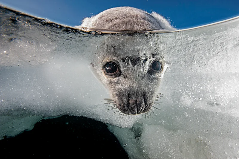 A harp seal peering under the surface in Canada