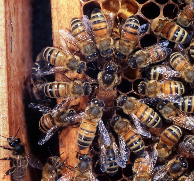 Worker bees surround a honeybee queen as she lays her eggs in a colony in the United Kingdom.