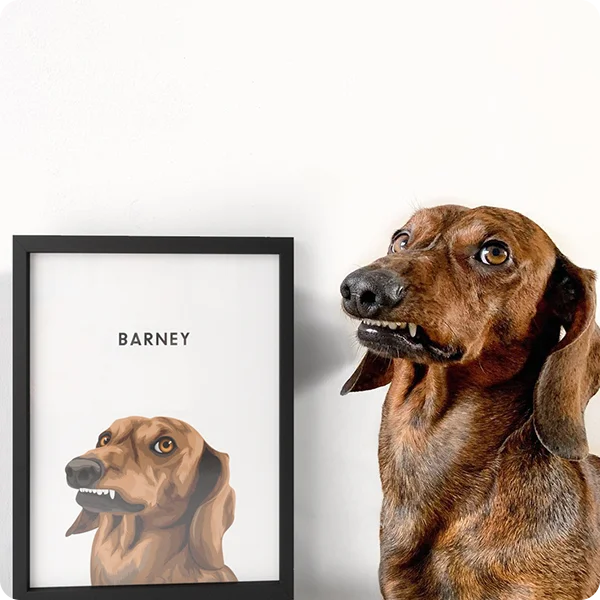 Modern pet portrait - One pet