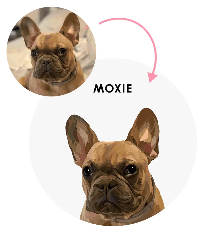 Modern pet portrait gif of before and after process