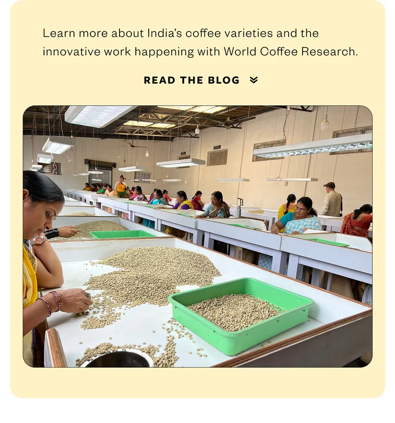 Learn more about India's coffee varieties and the innovative work happening with World Coffee Research. Read the Blog