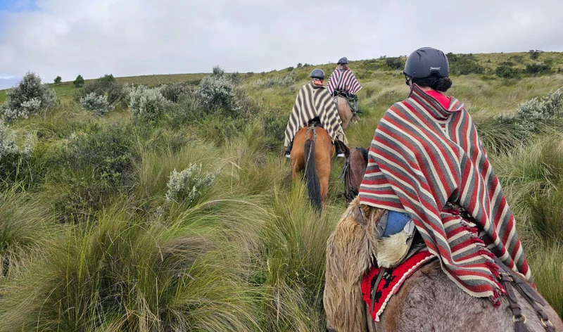 Chamidae Ford in Ecuador's Andes