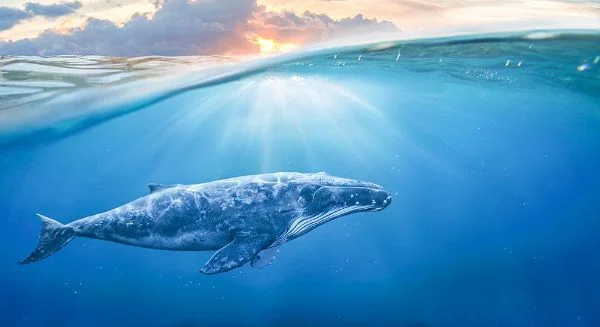 Partner of Oceana