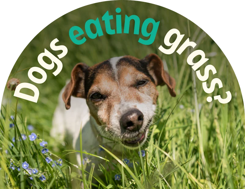 Dogs eating grass?