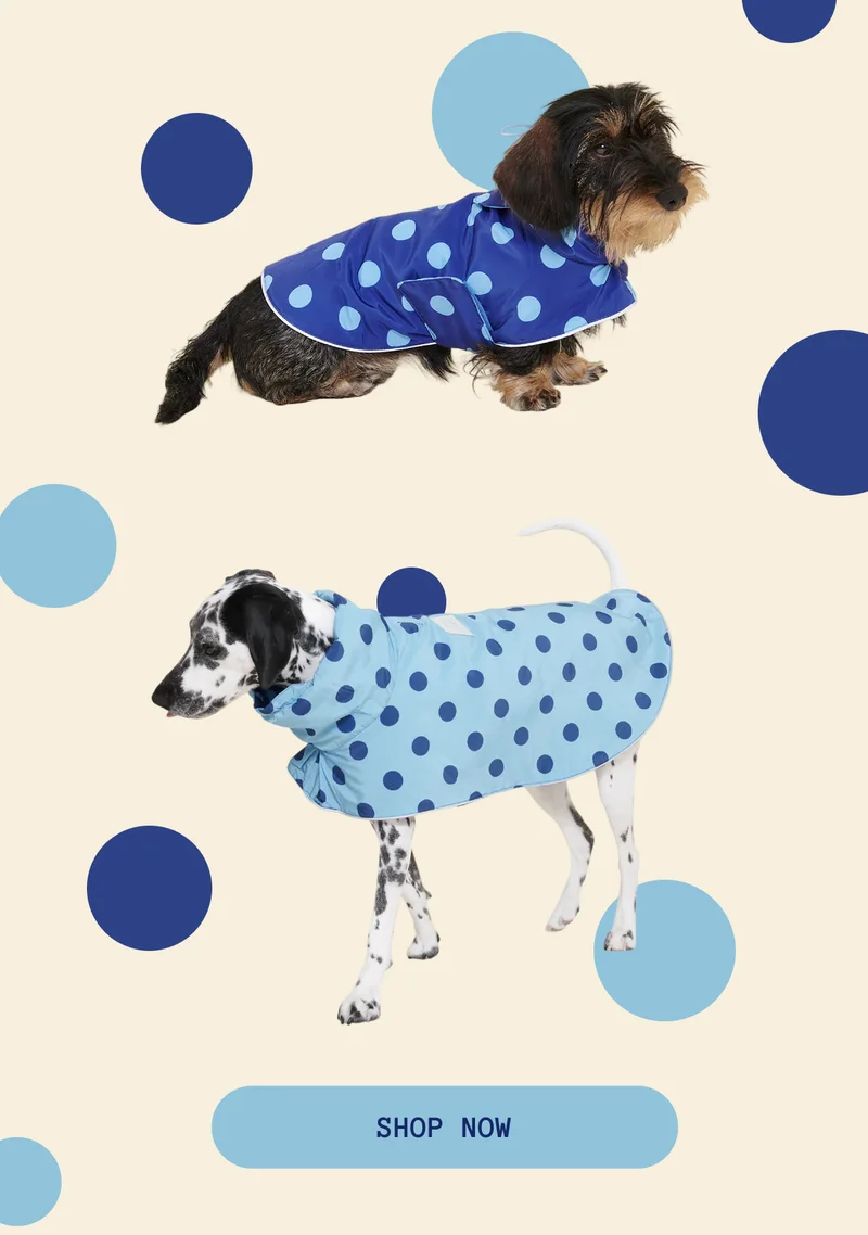 The Blue Dot Raincoat