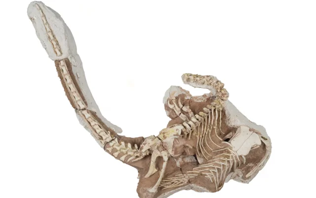 The skeleton of the newly named raptor, Shri rapax
