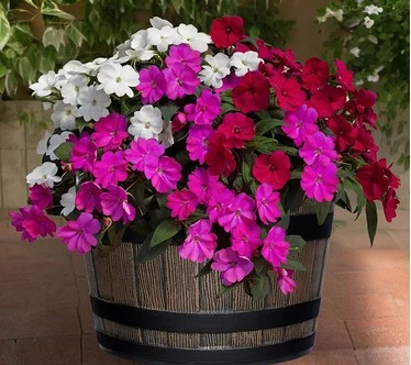 Roberta's 3Pc SunPatiens Live Plants With Whiskey Barrel Planter