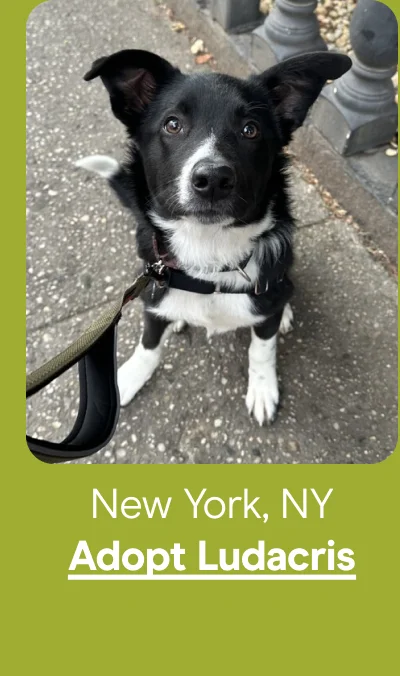 New York, NY - Adopt Ludacris