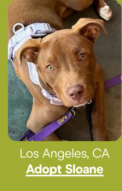 Los Angeles, CA - Adopt Sloane