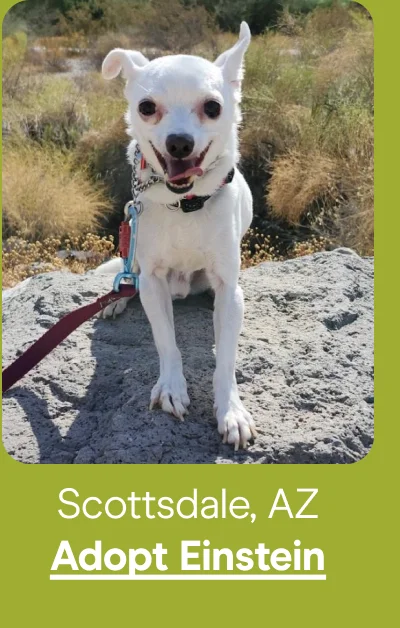 Scottsdale, AZ - Adopt Einstein