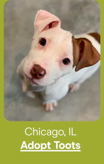 Chicago, IL - Adopt Toots