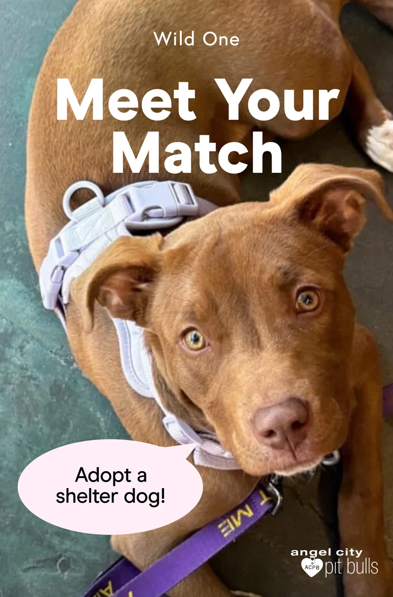 Adopt a shelter dog!