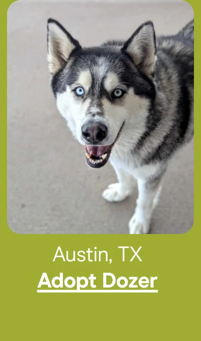 Austin, TX - Adopt Dozer