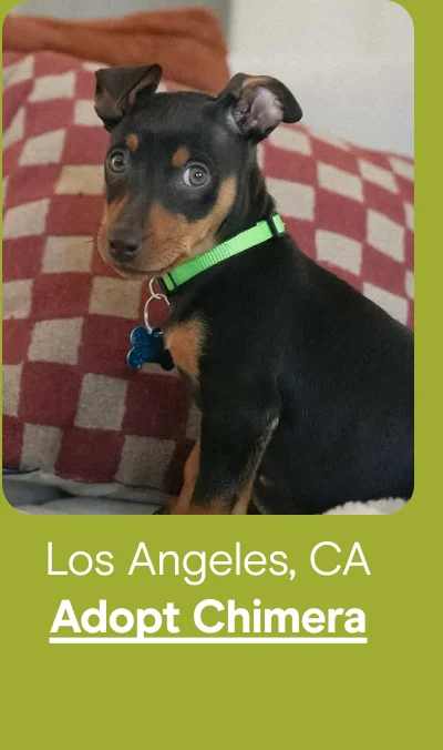 Los Angeles, CA - Adopt Chimera