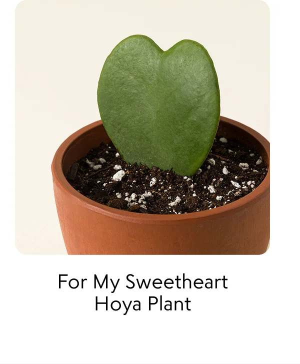 for-my-sweetheart-hoya-plant