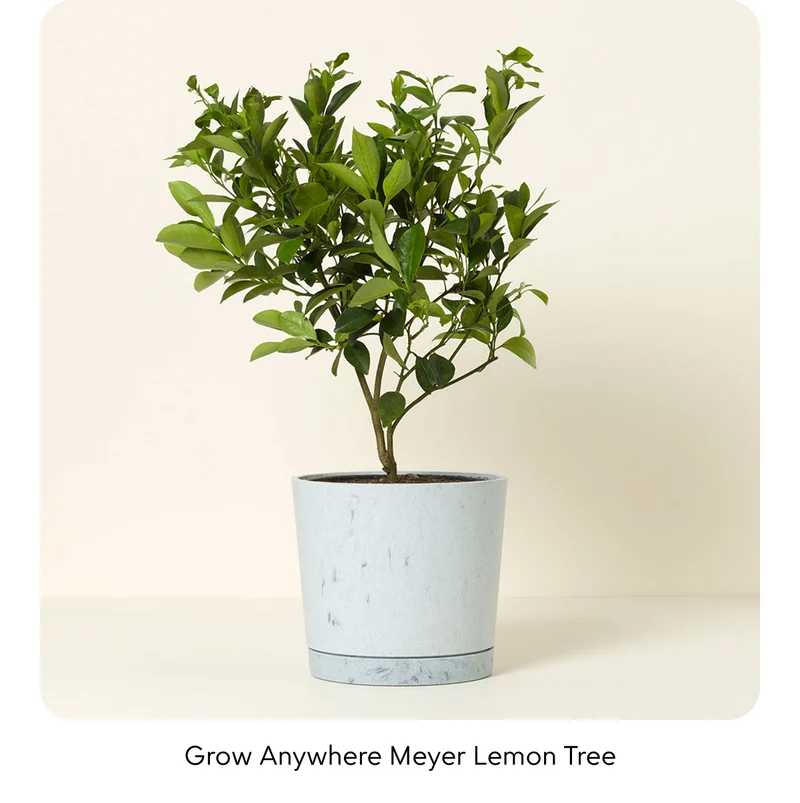grow-anywhere-meyer-lemon-tree