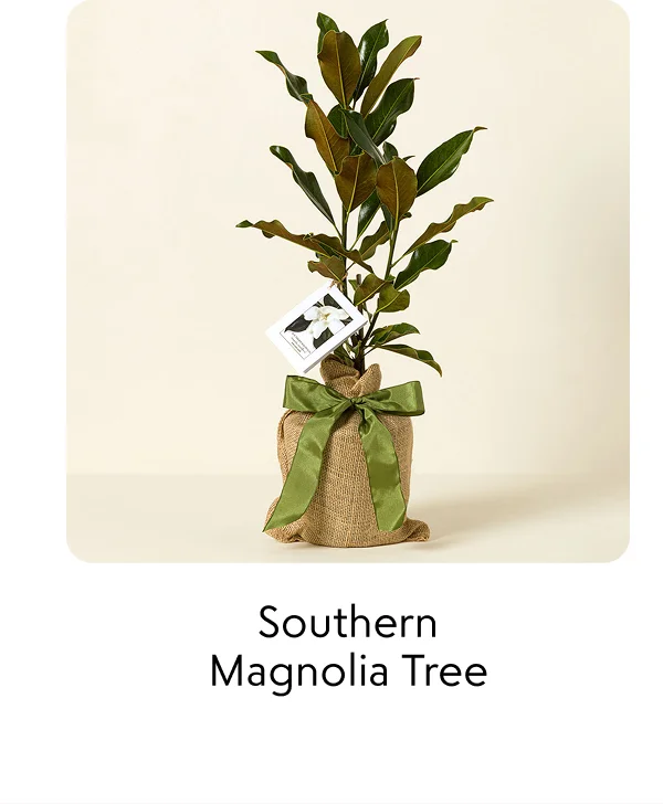 southern-magnolia-tree