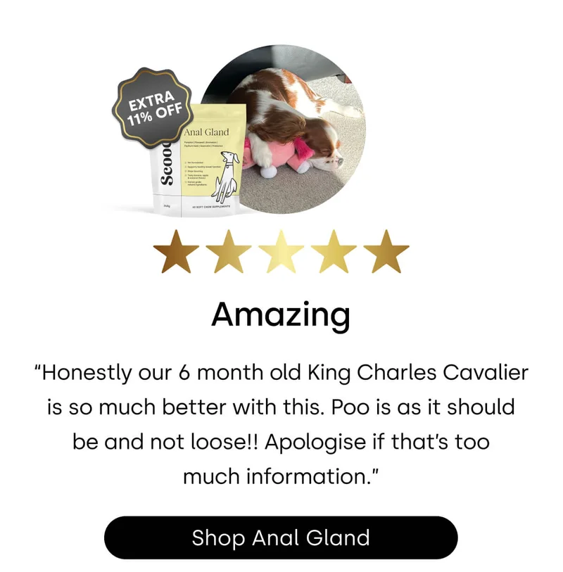 What’s on every pup’s wishlist? - Shop Anal Gland