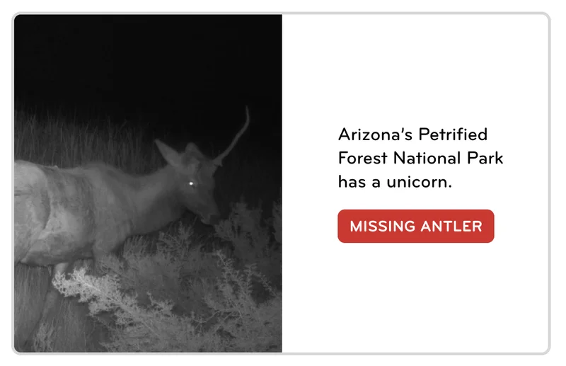 unicorn