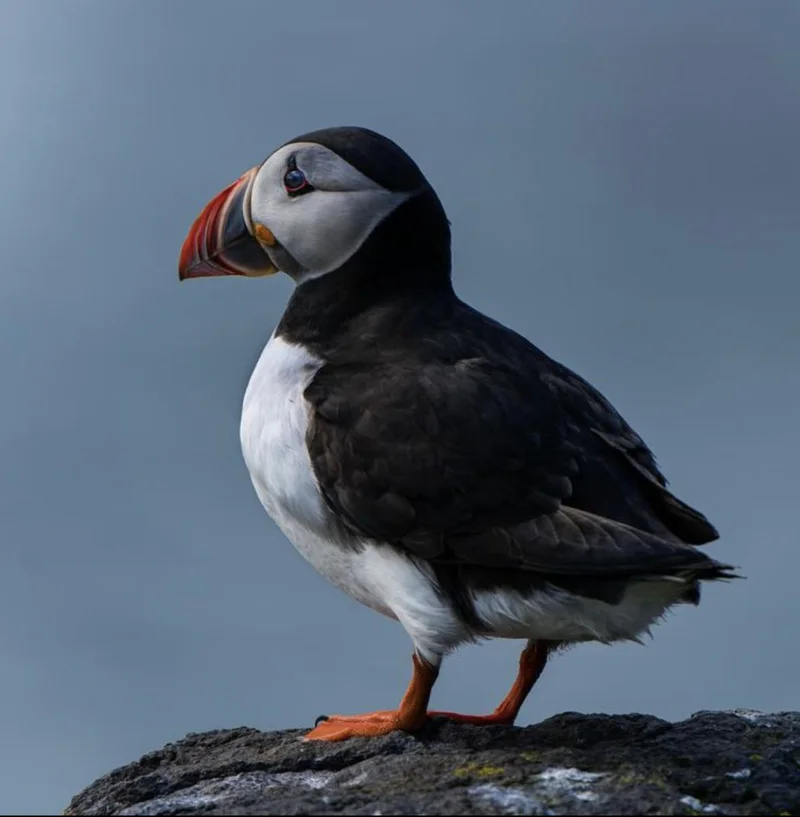 puffin