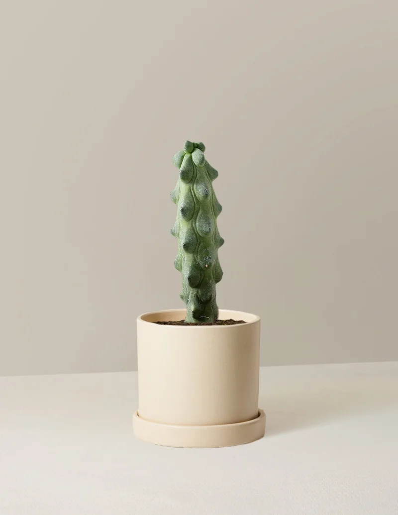 Boobie Cactus in Cream Hyde Planter