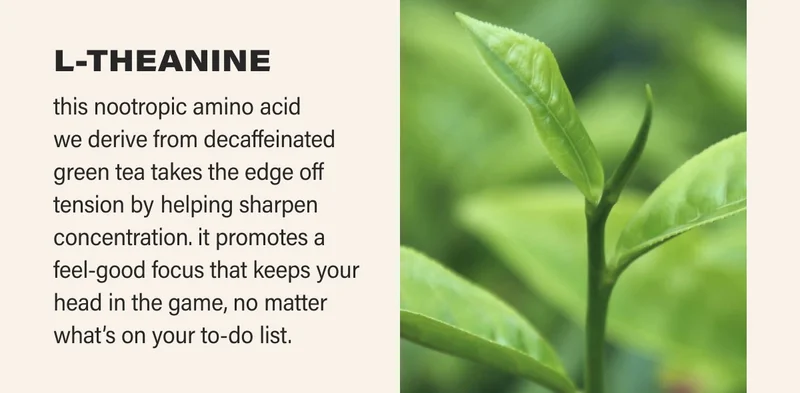 L-THEANINE this nootropic amino acid  we derive from decaffeinated green tea takes the edge off tension by helping sharpen concentration. it promotes a feel-good focus that keeps your head in the game, no matter what’s on your to-do list.