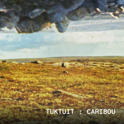 Still from the film, "Tuktuit : Caribou."