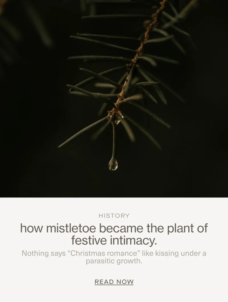 HISTORY | how mistletoe became the plant of festive intimacy. | Nothing says “Christmas romance” like kissing under a parasitic growth. | Read Now