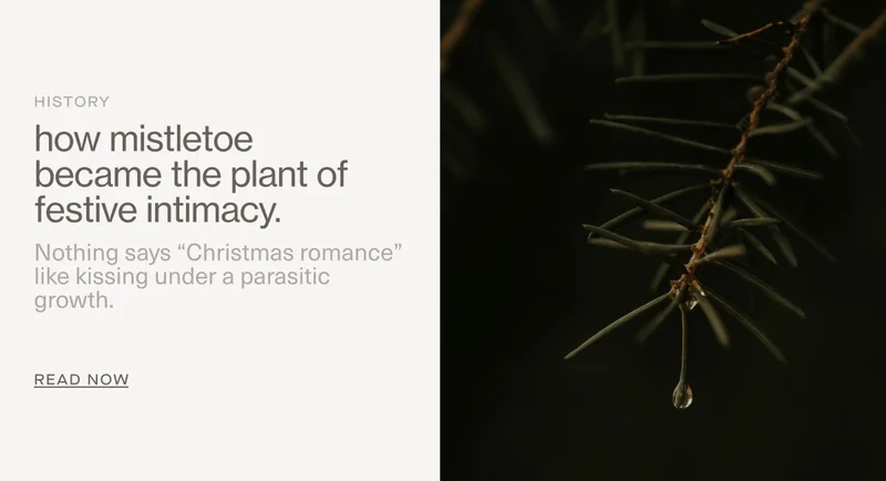 HISTORY | how mistletoe became the plant of festive intimacy. | Nothing says “Christmas romance” like kissing under a parasitic growth. | Read Now
