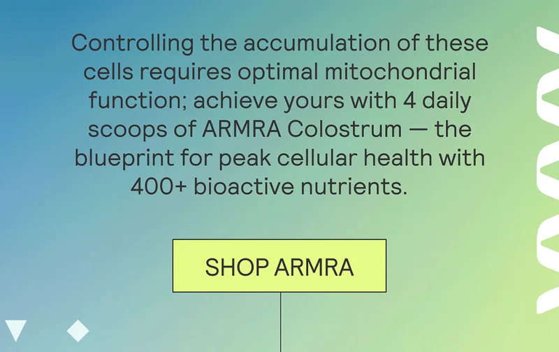 Controlling the accumulation of these cells requires optimal mitochondrial function, which can be achieved through 4 daily scoops of ARMRA Colostrum — the blueprint for peak cellular health with 400+ bioactive nutrients.