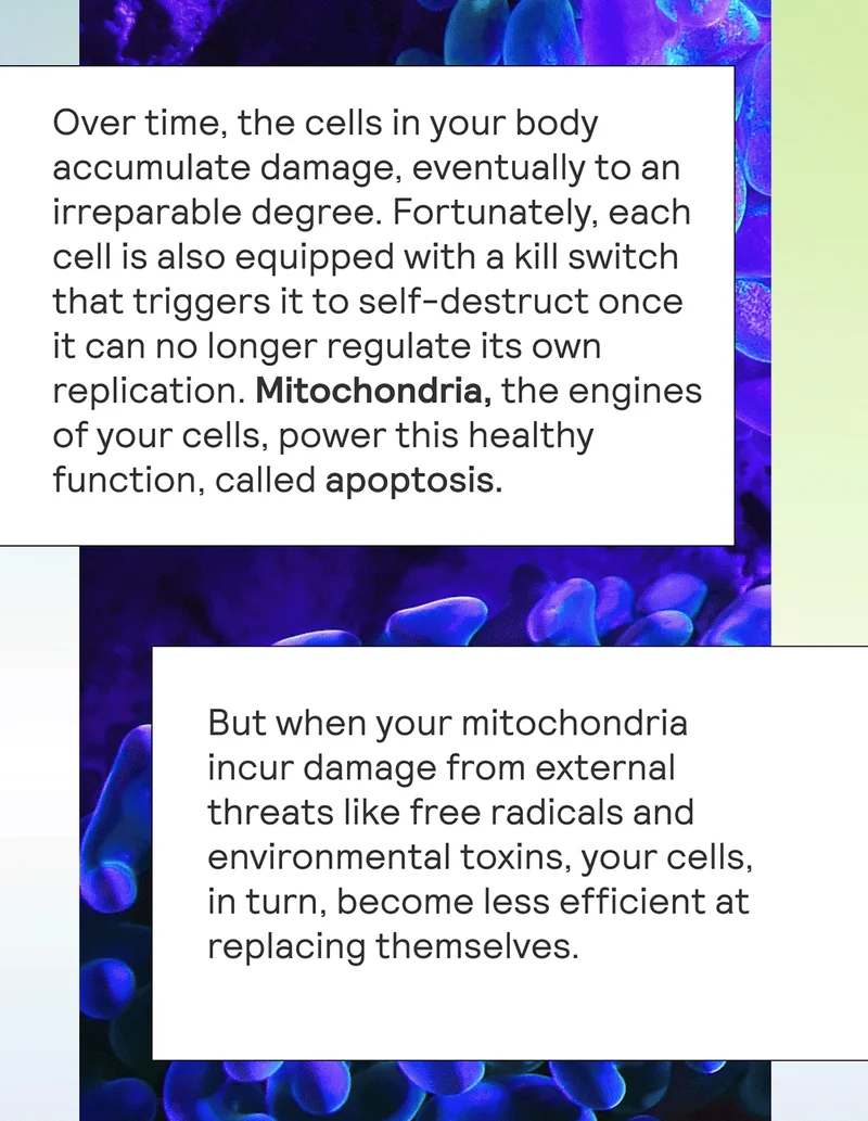Over time, the cells in your body accumulate damage, eventually to an irreparable degree. Fortunately, each cell is also equipped with a kill switch that triggers it to self-destruct once it can no longer regulate its own replication. Mitochondria, the engines of your cells, power this healthy function, called apoptosis.  But when your mitochondria incur damage from external threats like free radicals and environmental toxins, your cells, in turn, become less efficient at replacing themselves.