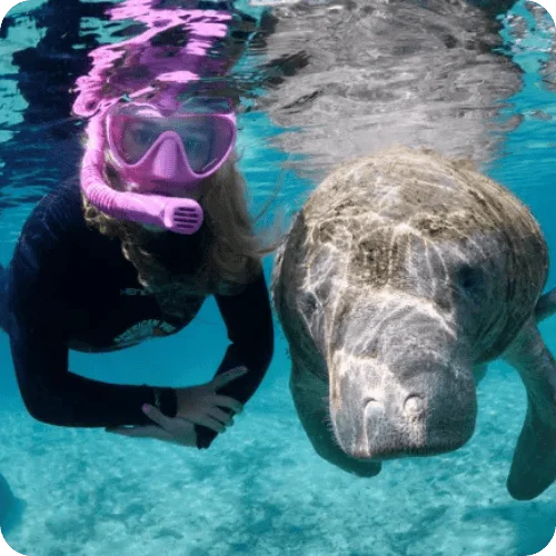 swimming with manatees in citrus county florida swimming with manatees in citrus county florida
