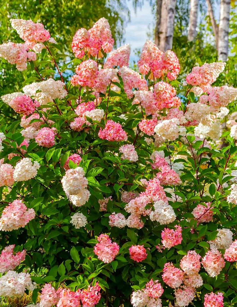 Shop Garden Plants