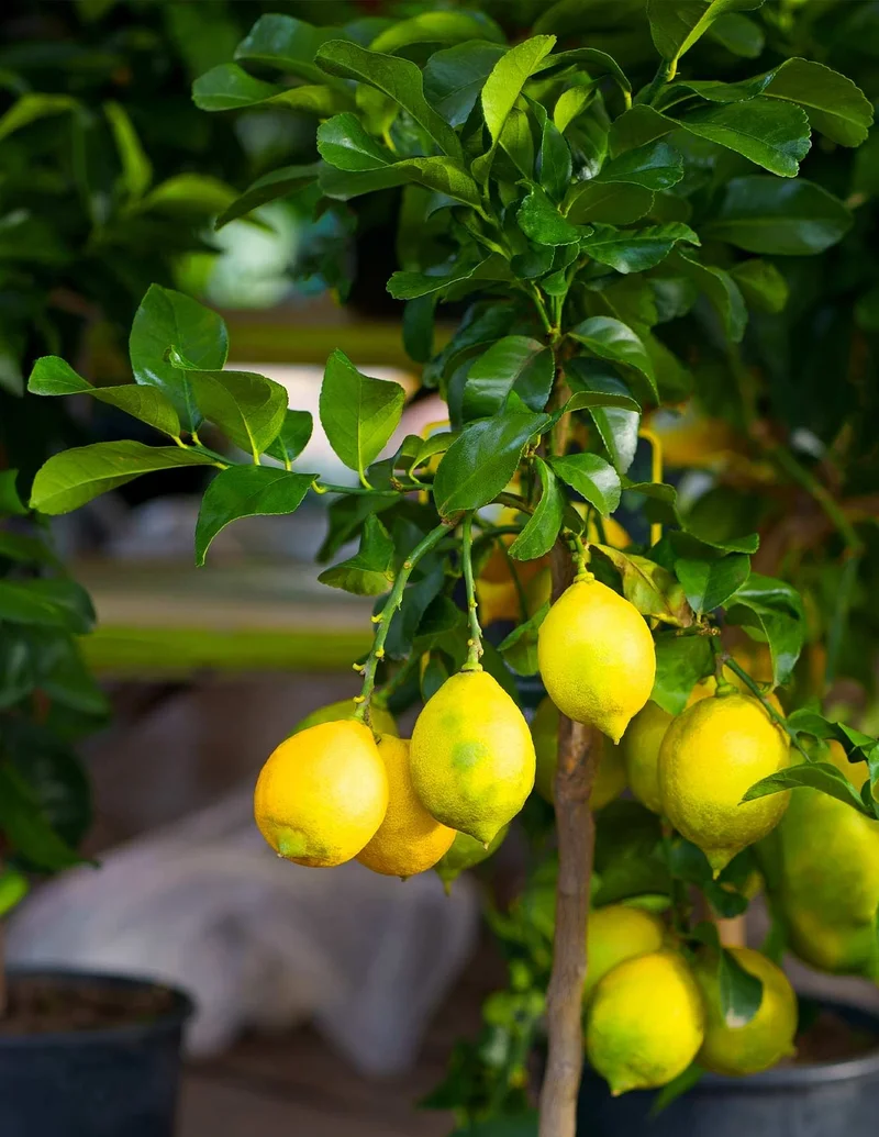 Shop Fruit Trees