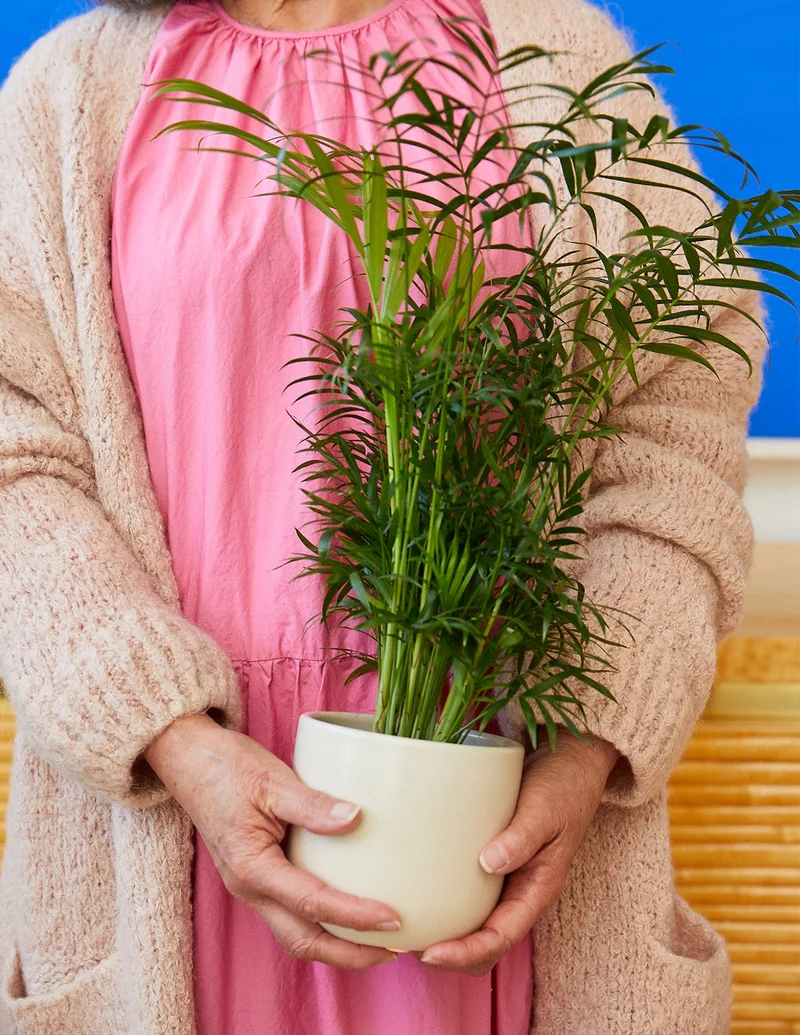 Shop Pet-Friendly Plants