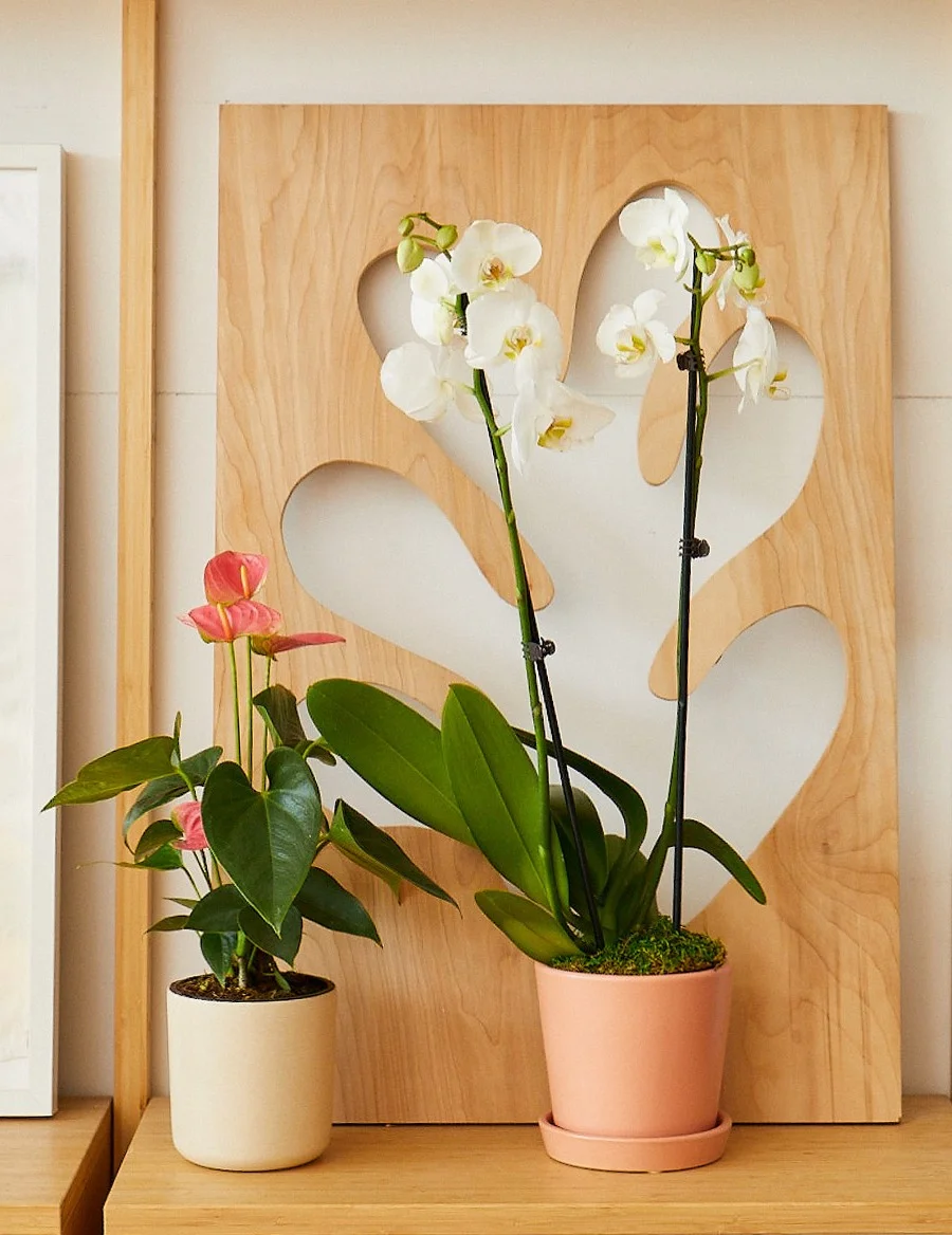 Shop Blooming Plants