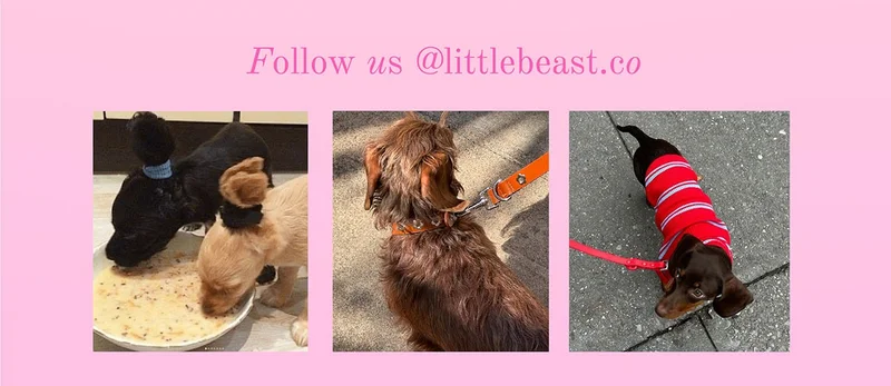 Follow us on Instagram