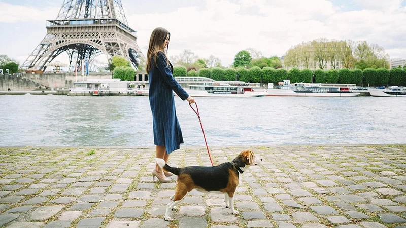 Image description: Dog walking by the Seine in Paris.