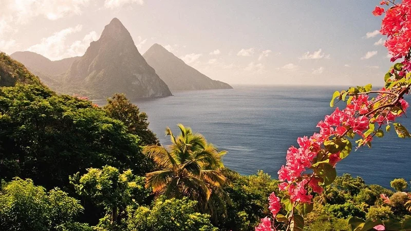 Image description: View of mountains and flowers on St. Lucia.