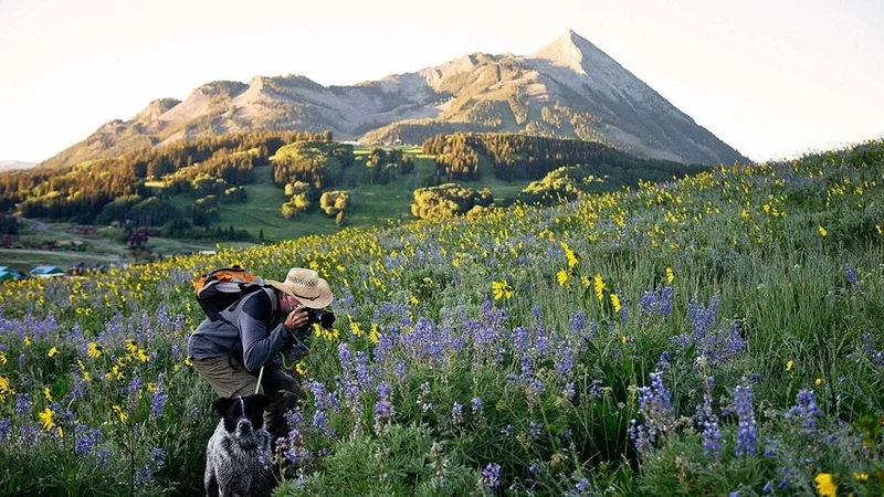 Image description: Person with dog taking photographers of wildflowers in Crested Butte, Colorado.