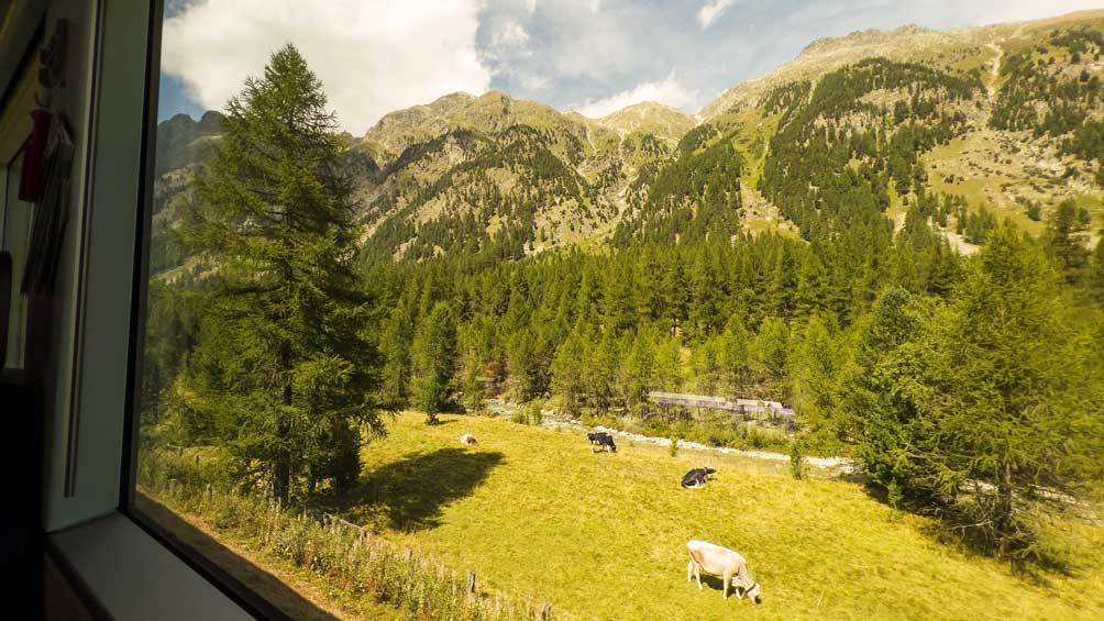 Image description: View of grazing animals from the window on Bernina Express.