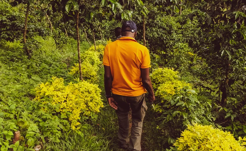 Coffee producer David Rubanganzabo walks along a narrow path through lush coffee plants and greenery at Huye Mountain farm in Rwanda, seen from behind in an orange shirt.
