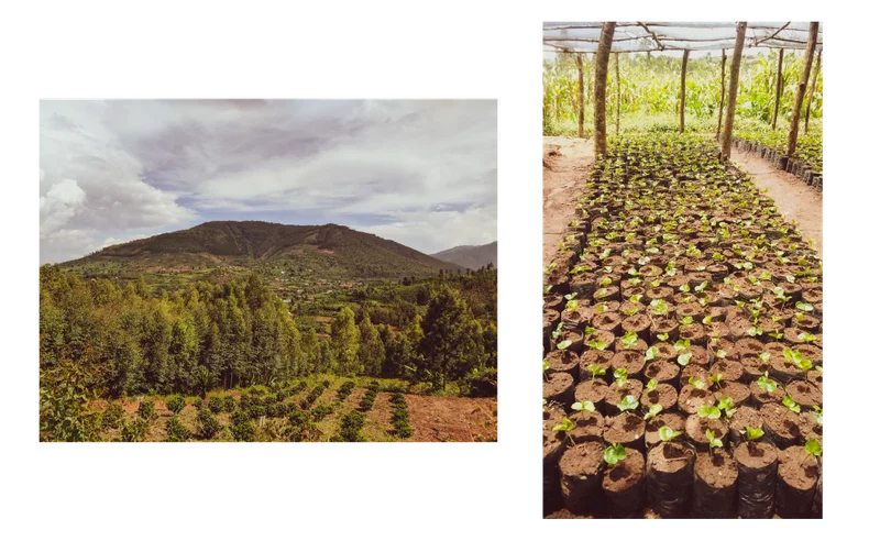 Left: Wide view of Huye Mountain farm in Rwanda, with rows of coffee plants across a lush hillside and forested valley beneath a cloudy sky. Right: Coffee seedlings growing in small soil bags under a shaded nursery structure, part of Huye Mountain’s seedling project.